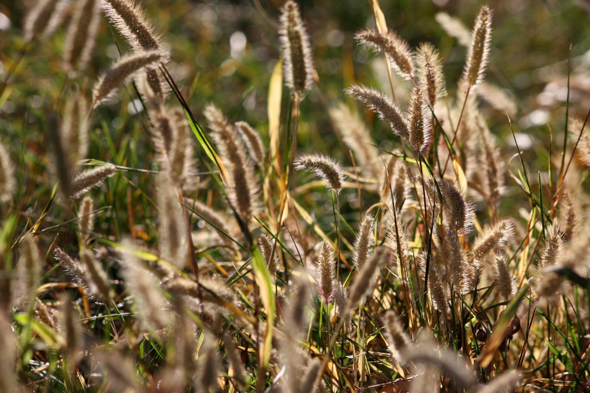 wild grass seed heads